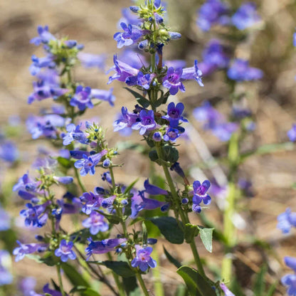 Beardtongue Penstemon Strictus plant