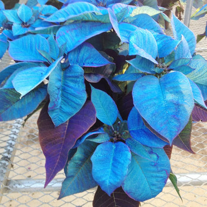 Blue Poinsettia plant