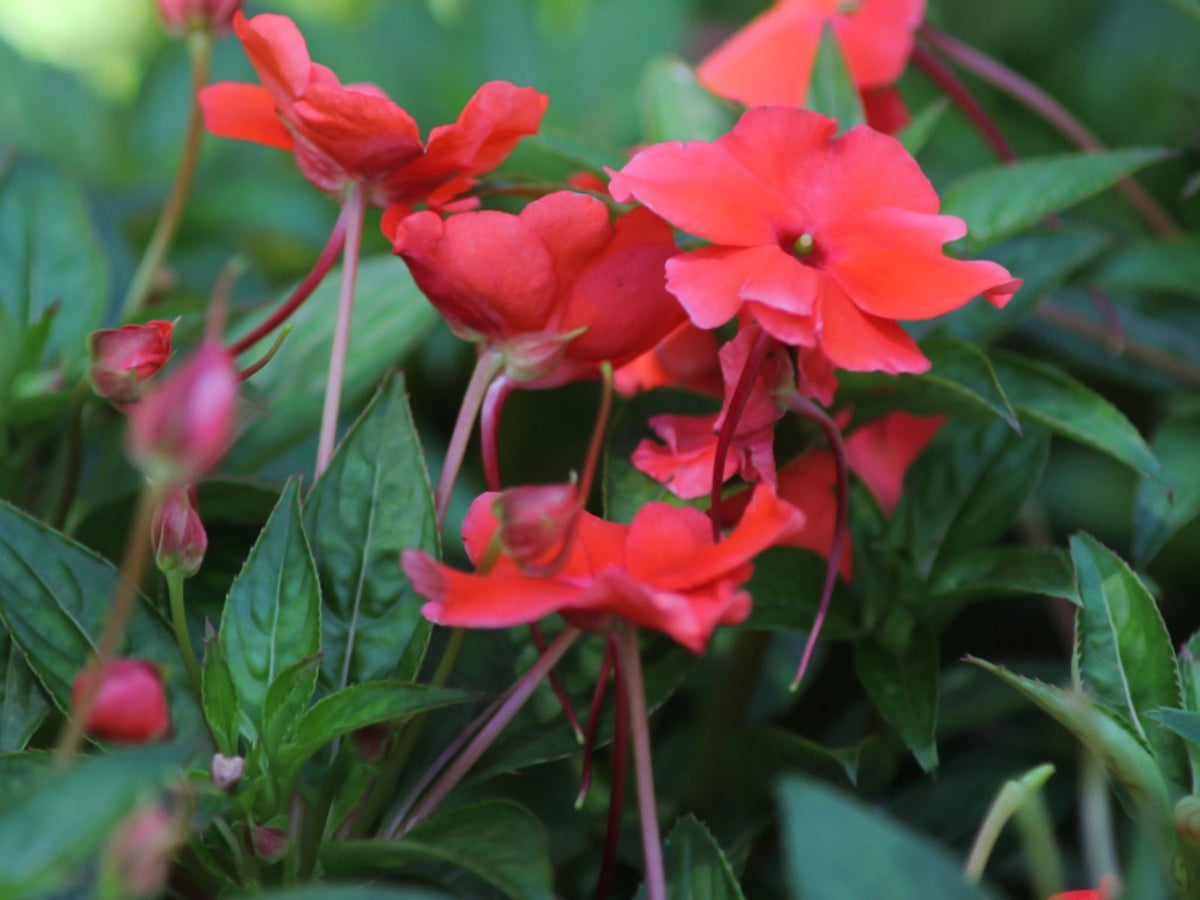 Double Impatiens plant