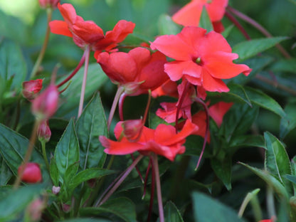 Double Impatiens plant