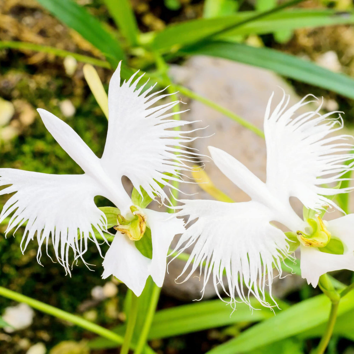 White Egret Orchid plant