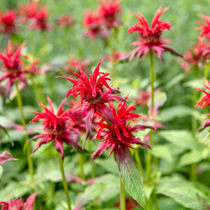 Scarlet Beebalm plant