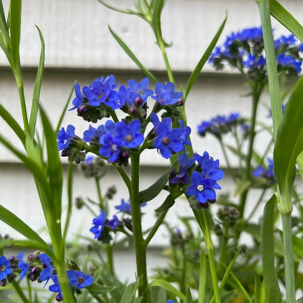 Blue Angel Anchusa plant