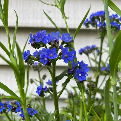 Blue Angel Anchusa plant