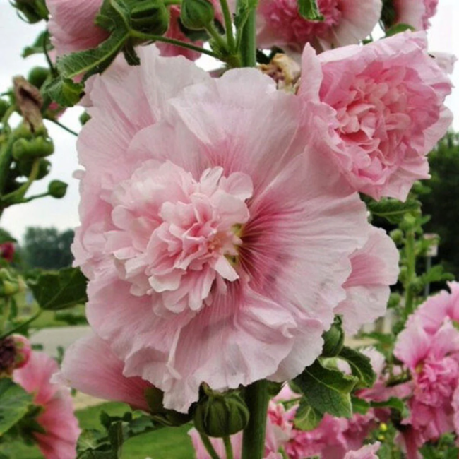 Carnival Pink Hollyhock plant