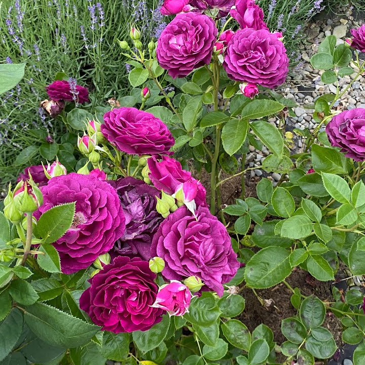 Rosa plant