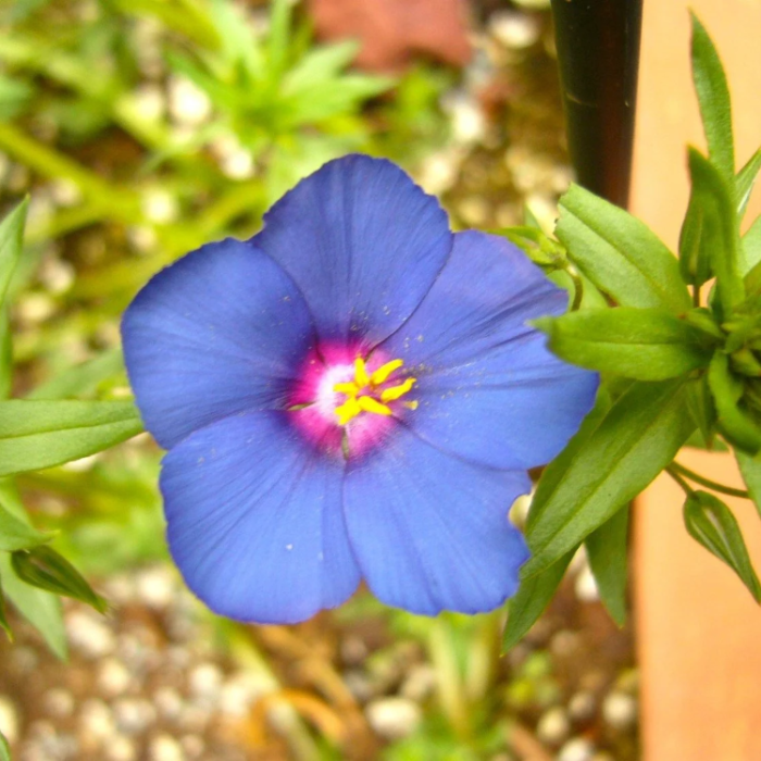 Blue Pimpernel plant