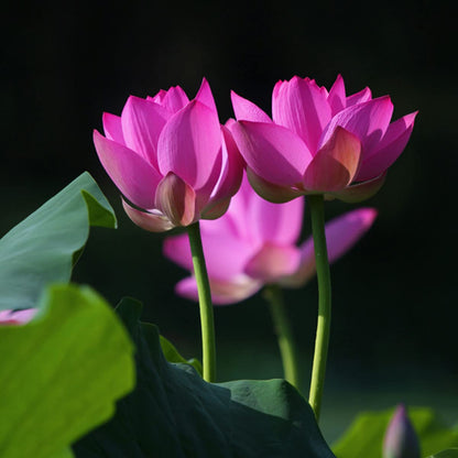 Bonsai Lotus plant