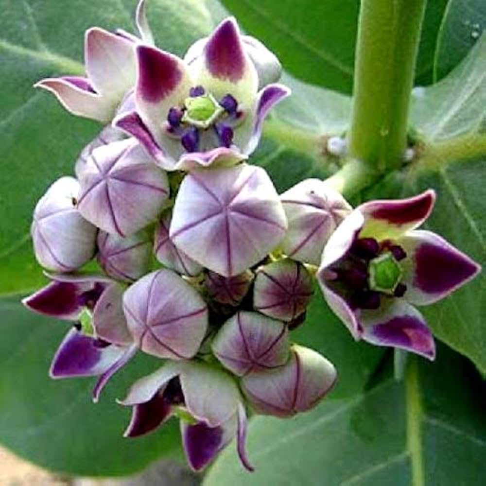 Milkweed Calotropis Gigantea plant