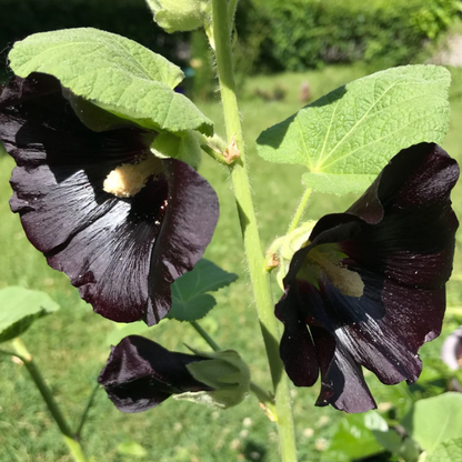 Blacknight Hollyhock plant