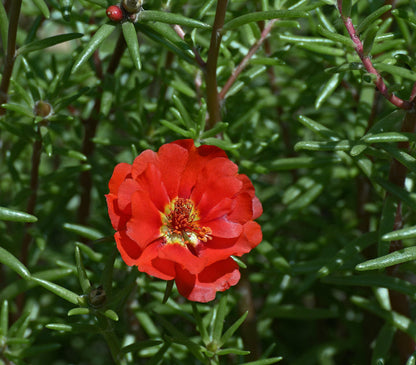 Red Portulaca Grandiflora plant