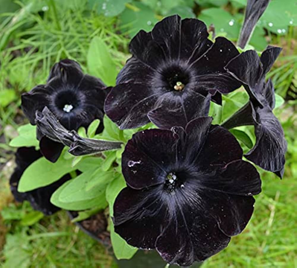 Black Velvet Petunia plant