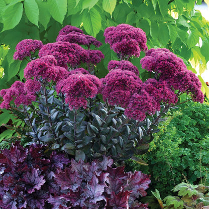Emperor’s Wave Sedum plant