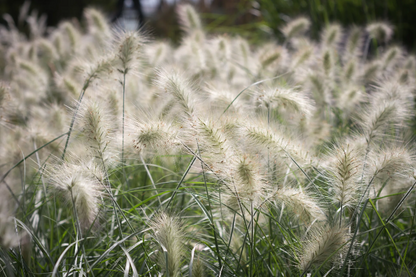 White Fountain Grass plant