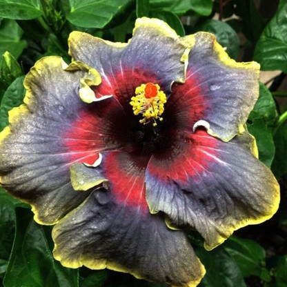 Rare Mixed Hibiscus plant