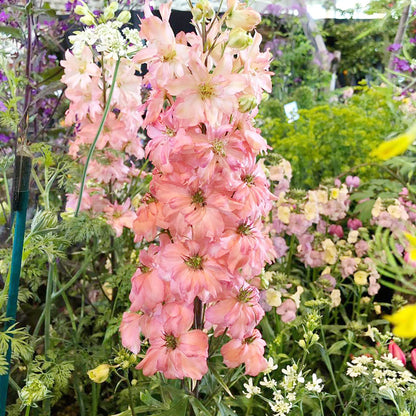 Pink Delphinium plant
