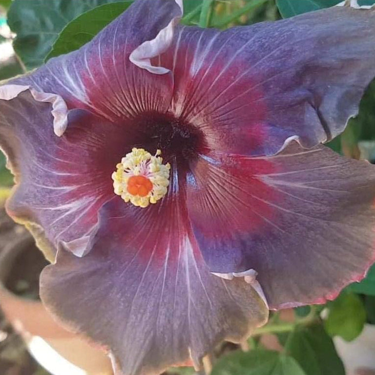 Pink Purple Hibiscus plant