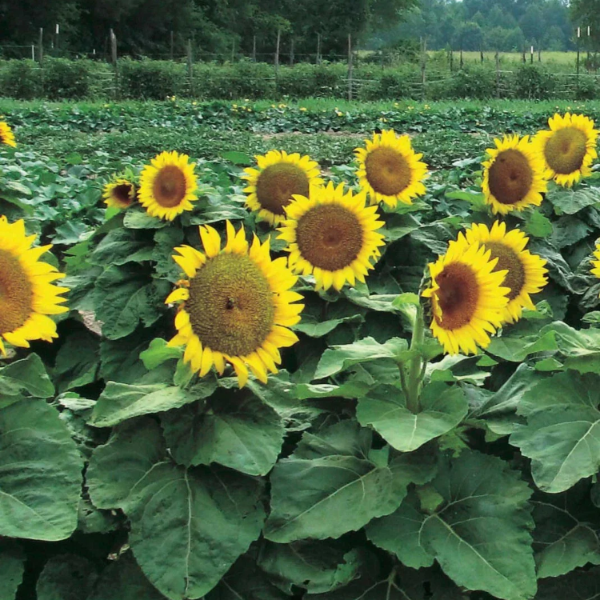 Dwarf Sunspot Sunflower plant
