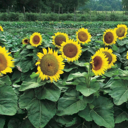 Dwarf Sunspot Sunflower plant