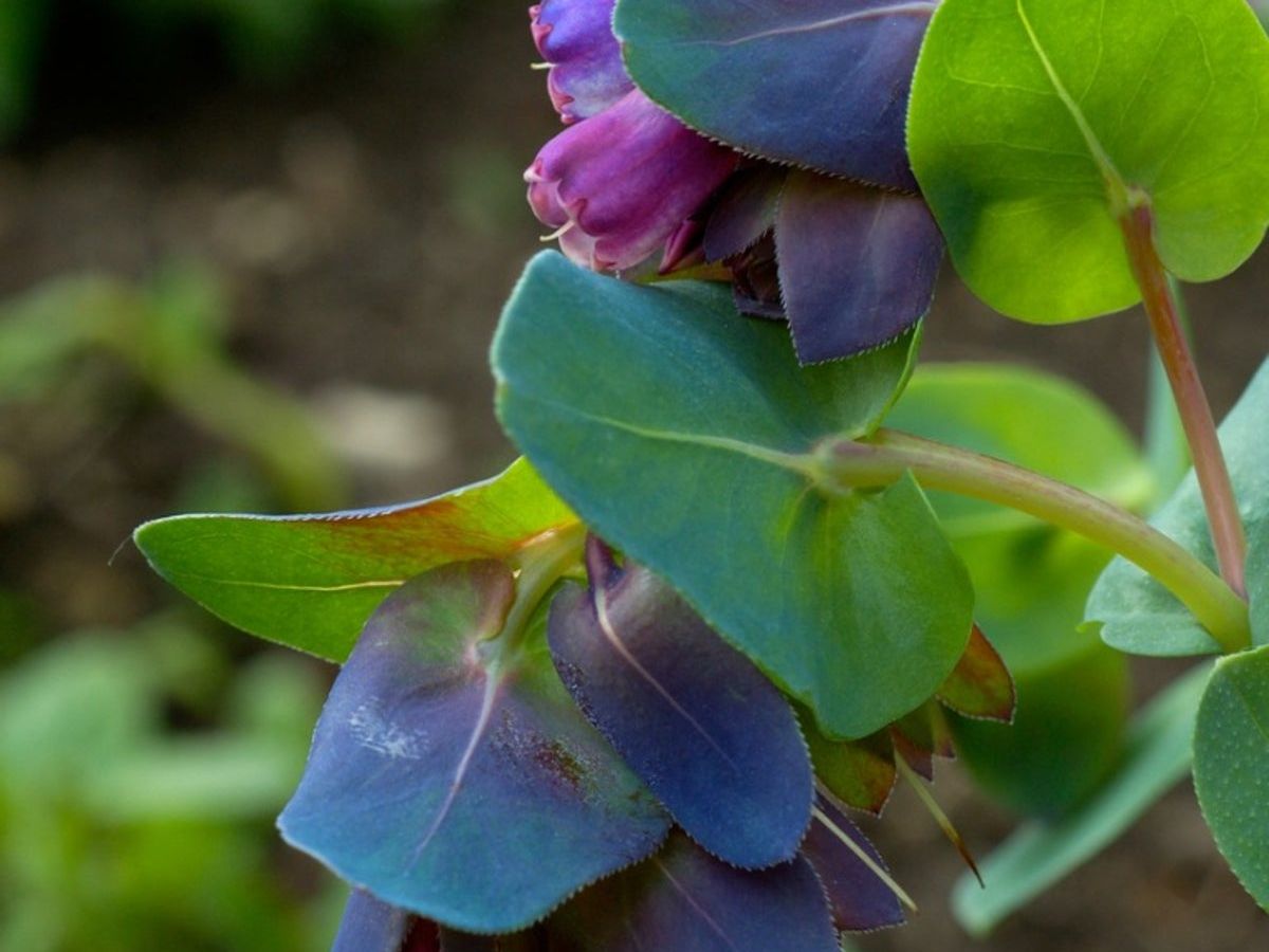 Blue Shrimp Cerinthe plant