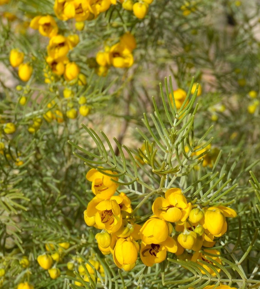 Feathery Cassia plant