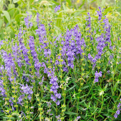 Skullcap Scutellaria Incana plant