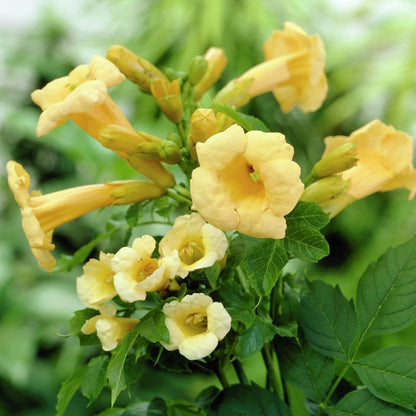 Flava Campsis Radicans plant