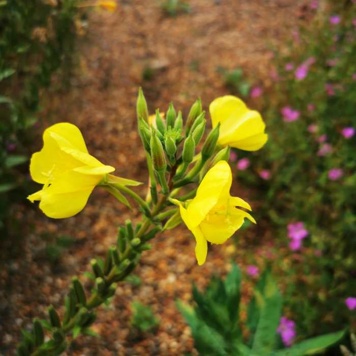 Common Evening Primrose plant
