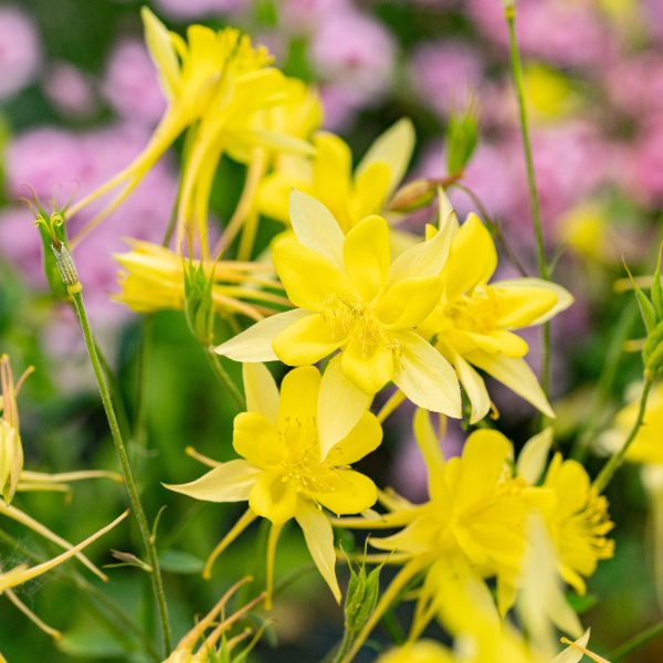 Bright Yellow Aquilegia plant