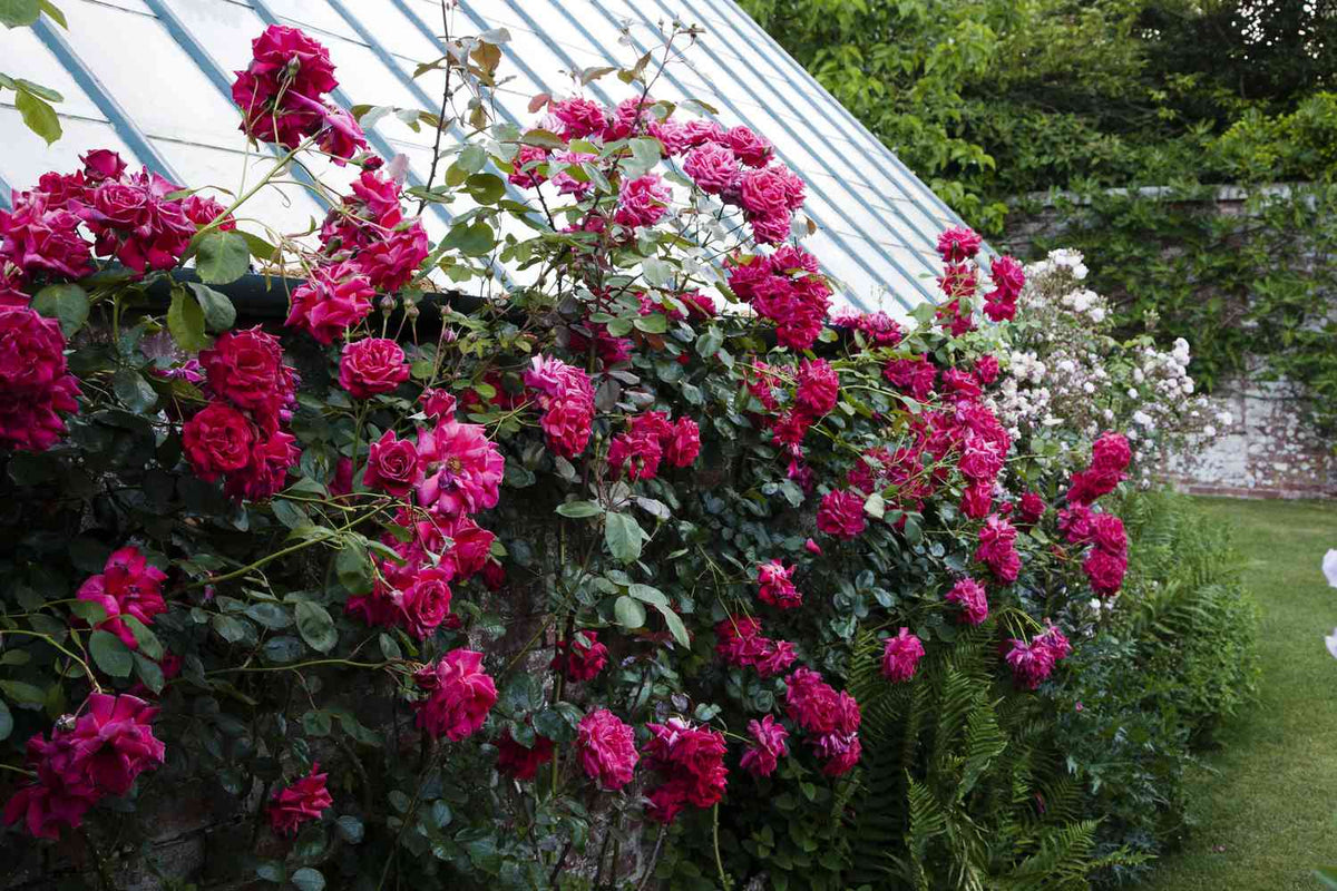 Burgundy Climbing Rose plant