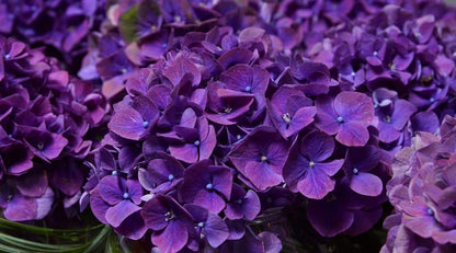 Dark Purple Hydrangea plant