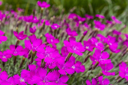 Cheddar Pink plant