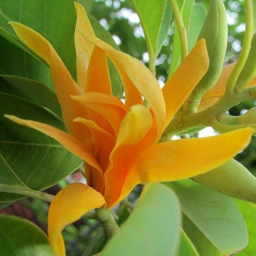Champaca Magnolia plant