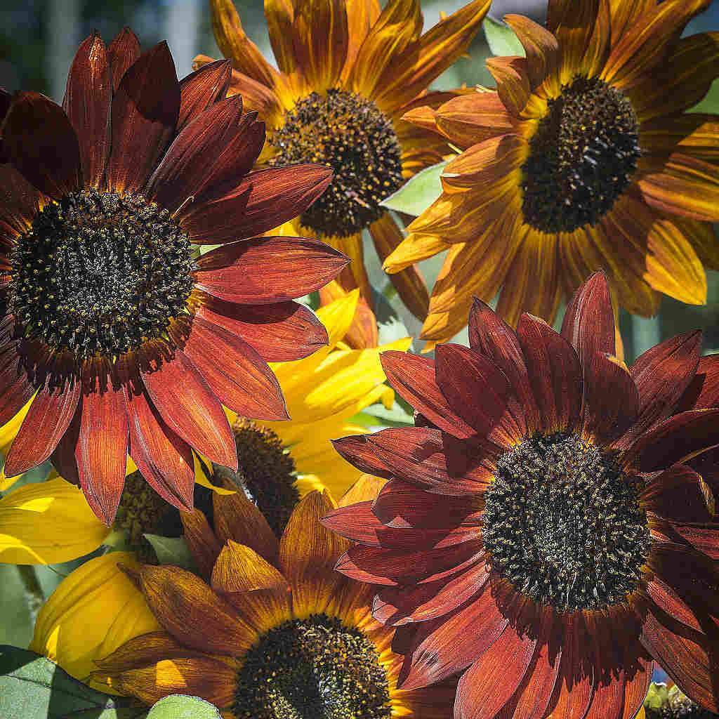 Evening Colors Sunflower plant