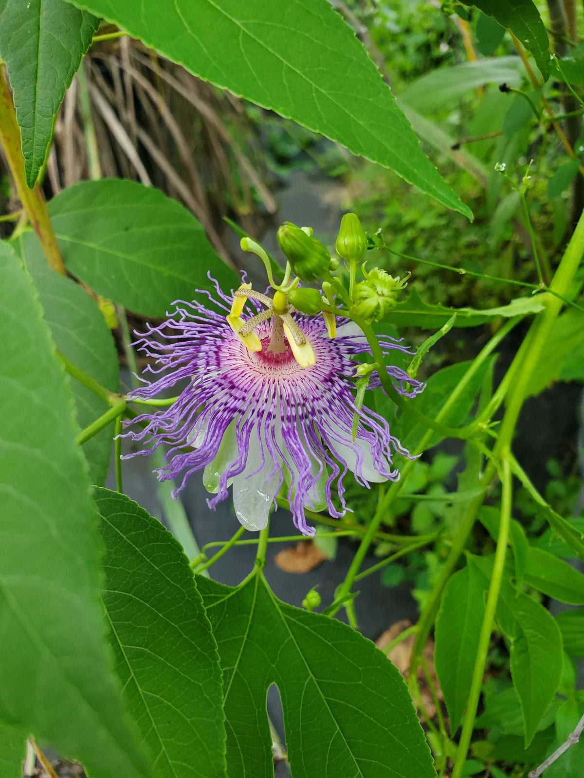 Passion Passiflora Incarnata plant