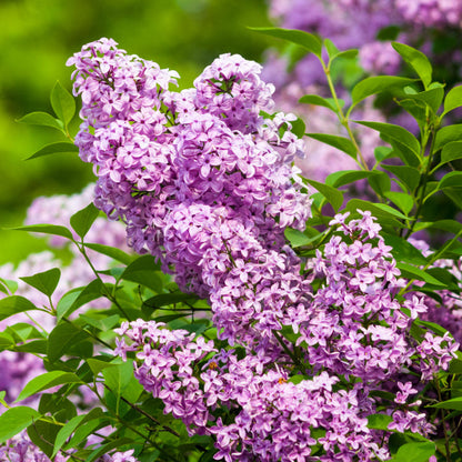Purple Lilac plant