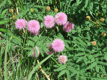 Quadrivalvis Mimosa plant