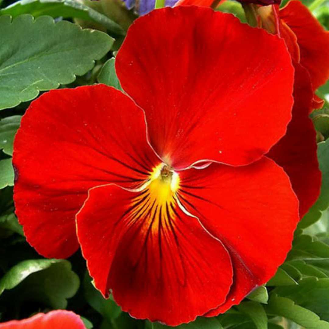 Red Pansy plant