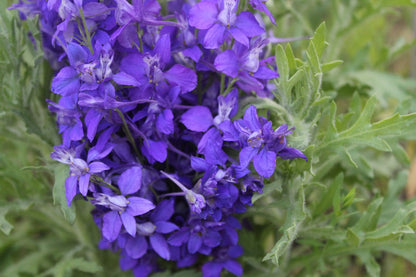 Blue Spire Larkspur plant