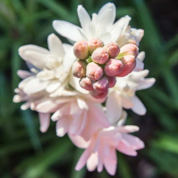 Pink Tuberose plant