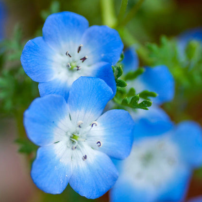 Blue Eyes Nemophila plant