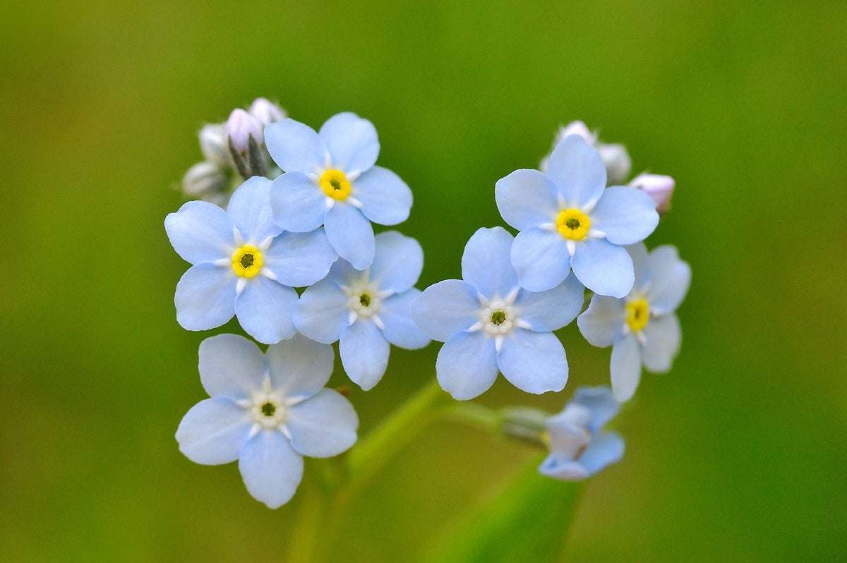 Classic Blue Forget-Me-Not plant