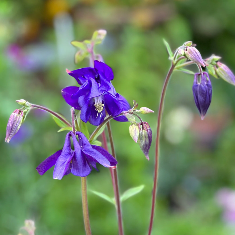 Aquilegia Vulgaris Columbine plant