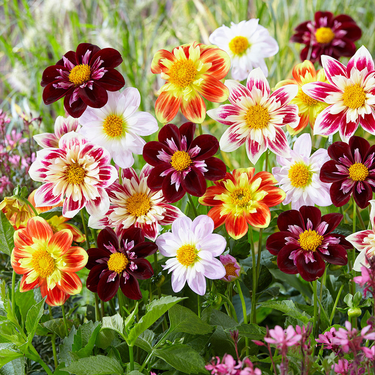 Collarette Dahlia plant
