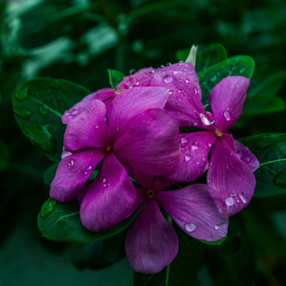 Annual Periwinkle plant