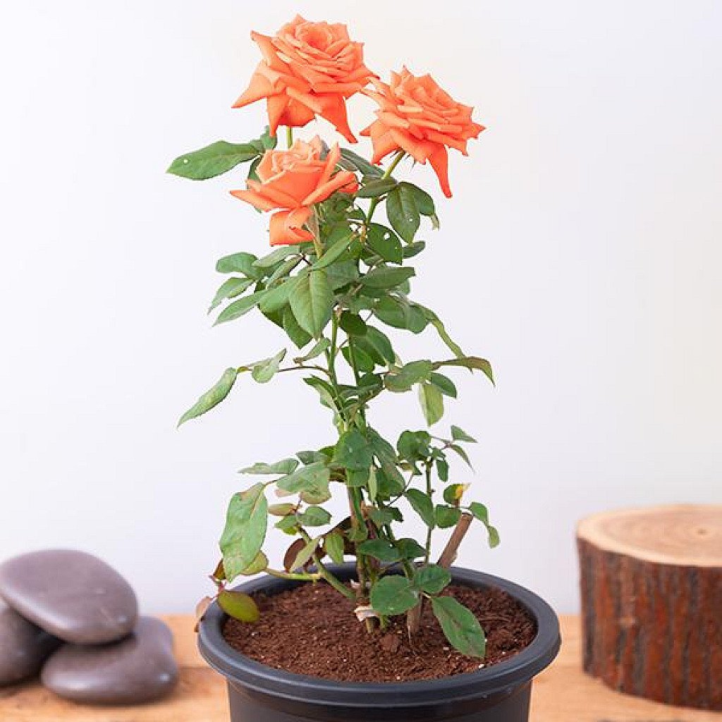 Baby Orange Rose plant