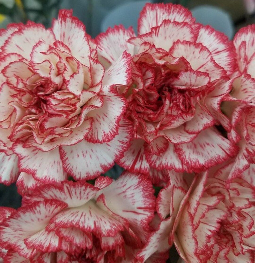 & White Carnation plant