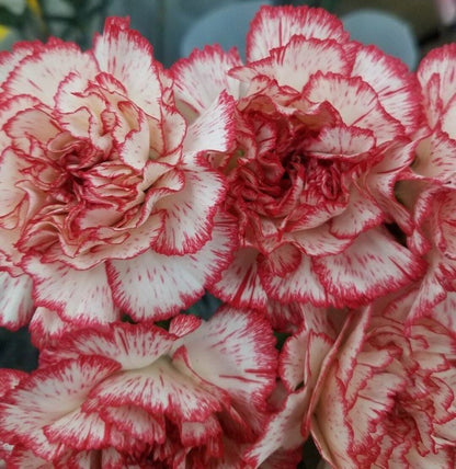 & White Carnation plant