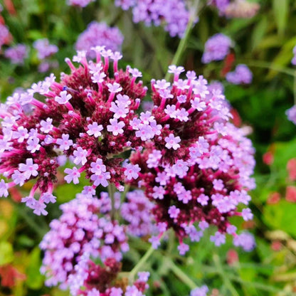 Verbena flower seeds