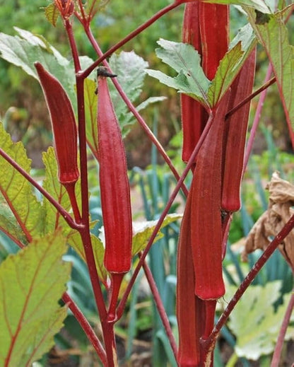 Burgundy Lettuce Seeds for Planting – Heirloom Non-GMO Garden Seeds